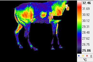 Veterinary_applications